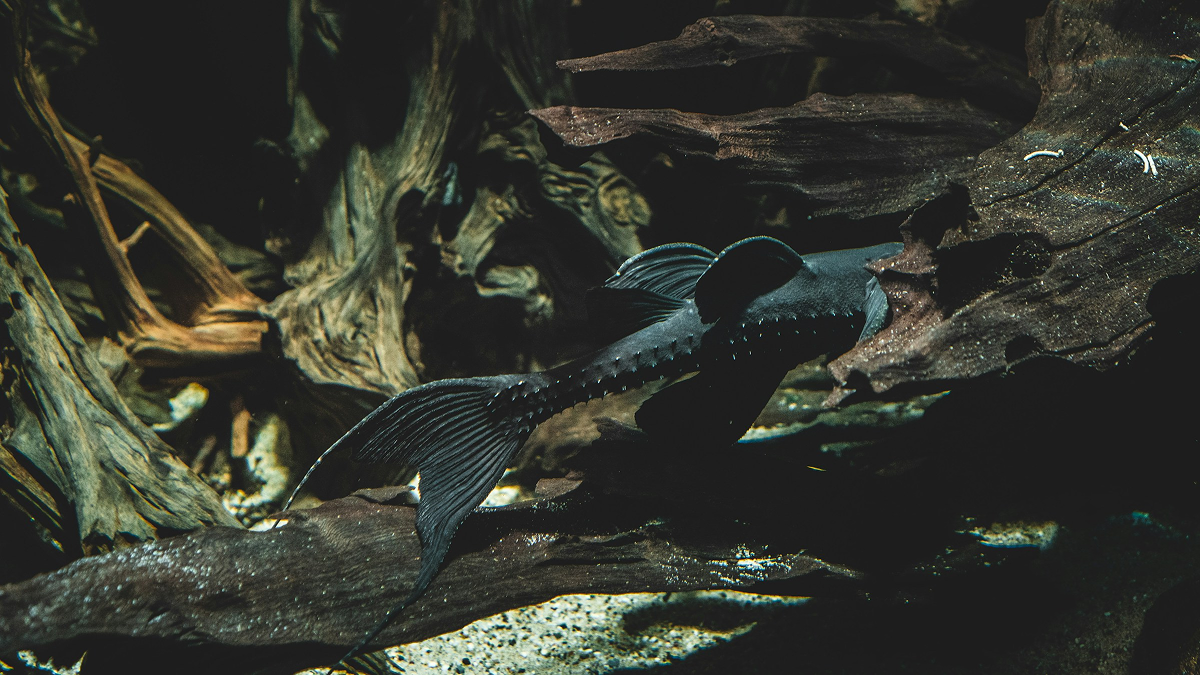 Knifefish